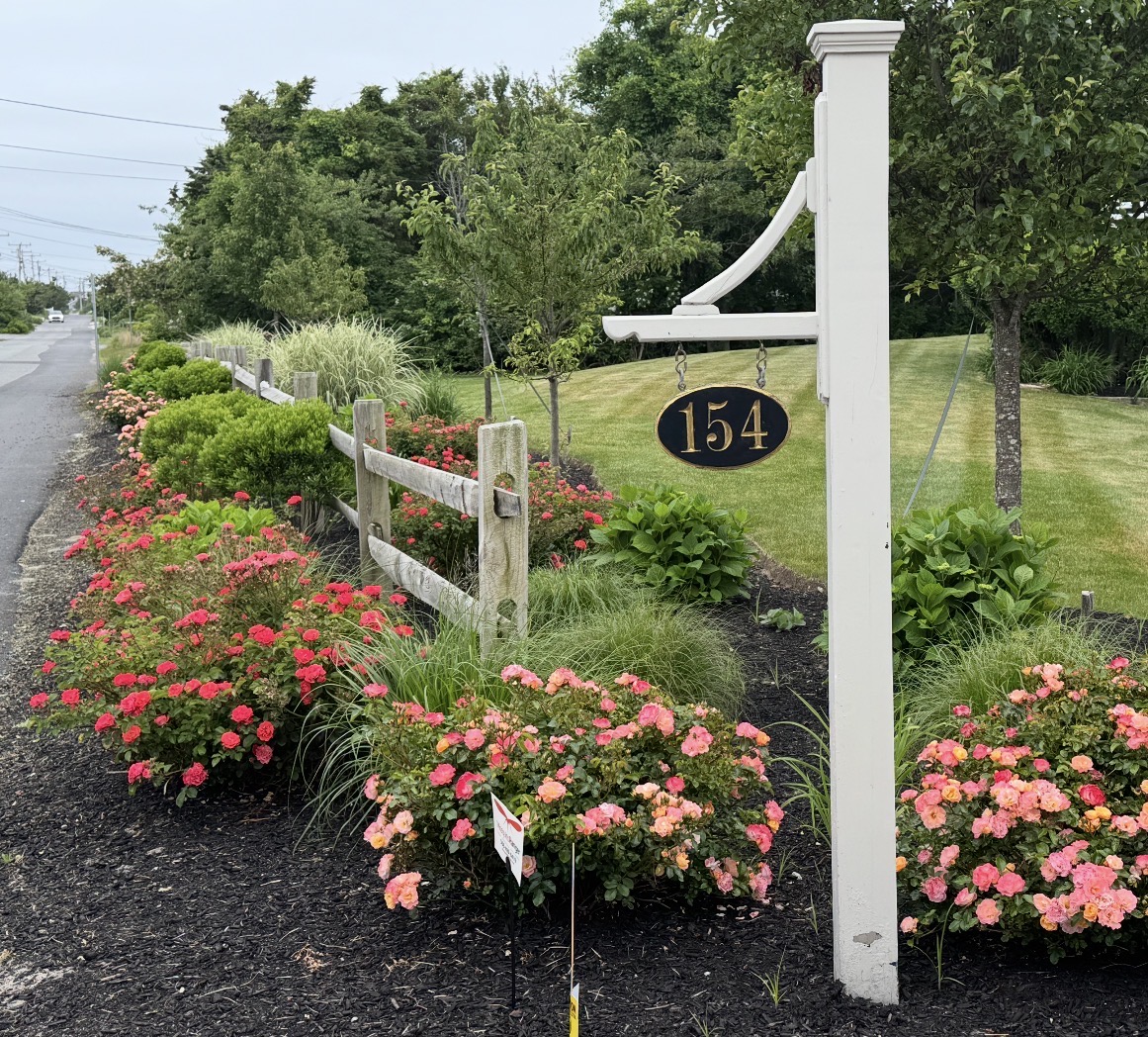 Coral and pink roses in full bloom along a white split-rail fence with a classic address sign