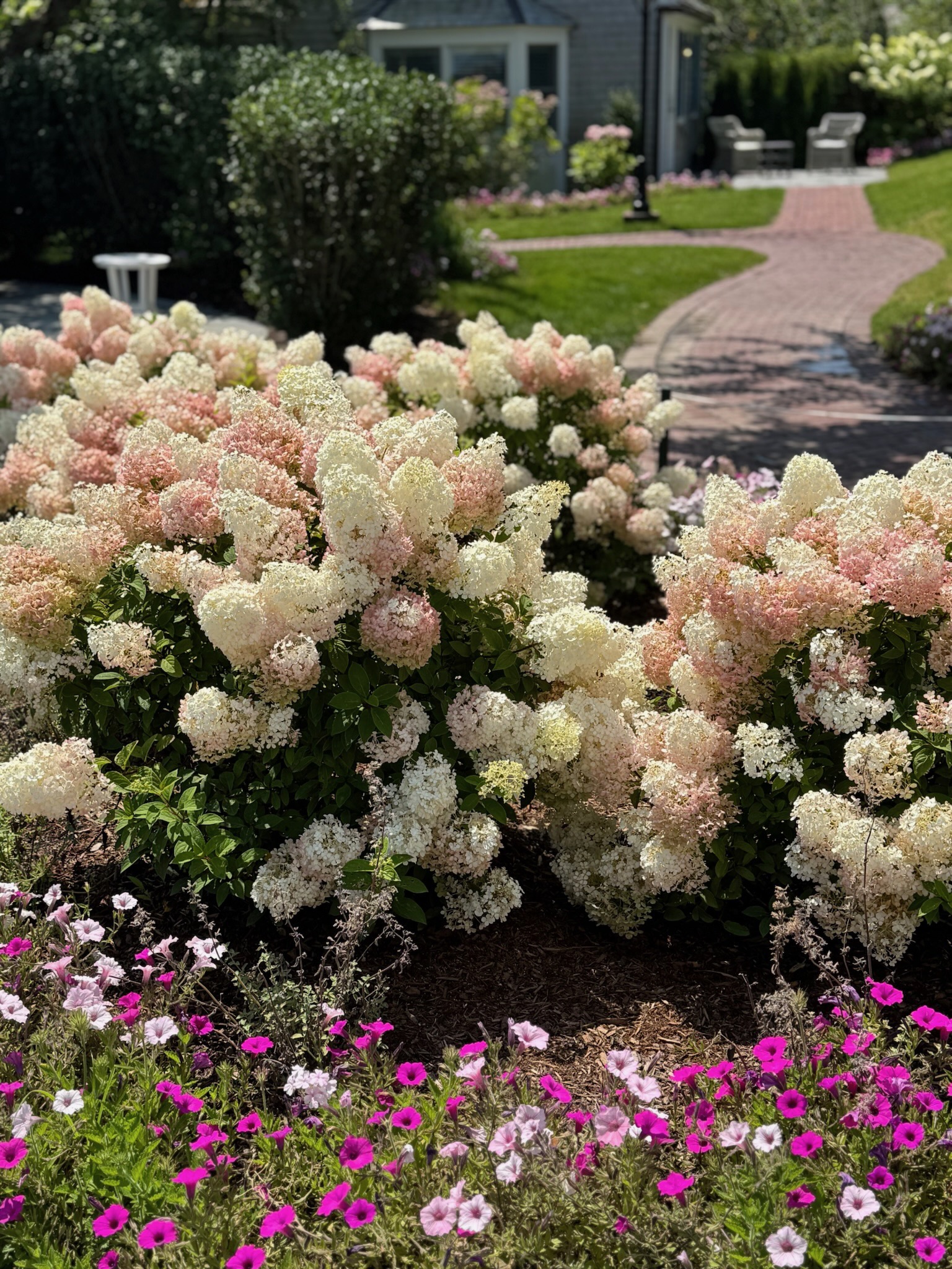 Abundant hydrangeas in white and blush framing a garden pathway